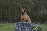 BRIARD 265